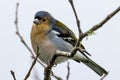 Madeiran chaffinch, Madeira