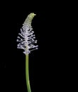 Madeiran Squill bud