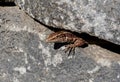 The Madeiran wall lizard