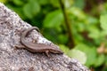 Madeiran wall lizard on rock in mountain