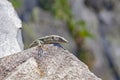 Madeiran wall lizard Teira dugesii