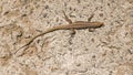 Madeiran wall lizard - Teira dugesii Royalty Free Stock Photo