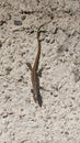 Madeiran wall lizard - Teira dugesii Royalty Free Stock Photo