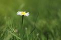 Madelief in het groene veld onder de zon