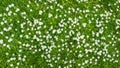 Grass lawn with daisies Royalty Free Stock Photo