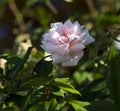 A Mademoiselle Cecile Brunner pale pink polyantha Sweetheart Rose. Royalty Free Stock Photo