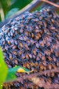 madhu makhi,bee hive,Indian bee group,crane fly,closeup of bees on honeycomb in apiary - selective focus Royalty Free Stock Photo