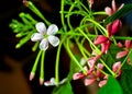 Madhu Malti Indian Flower On Dark Background. Royalty Free Stock Photo