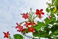 Madhu Malti Indian Flower With Green Leaves On Sky Background. Royalty Free Stock Photo