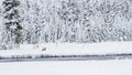 Madison River in Yellowstone during snowstorm with a hunting coyote