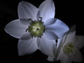 Madonna lily