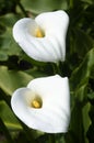 Madonna lily flower Royalty Free Stock Photo