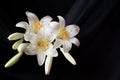 Madonna lily flowers, Lilium candidum