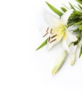 Madonna lily isolated on a white background Royalty Free Stock Photo