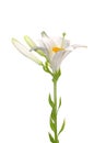 Madonna lily (Lilium candidum) Royalty Free Stock Photo