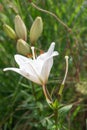 Madonna lily, Lilium candidum, fragrant white flowers