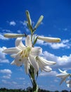 Beautiful lily in the sky Royalty Free Stock Photo