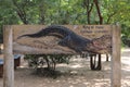 The Crocodile zoo in Chennai