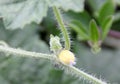 Madras Pea Pumpkin, Bristly bryony, Cucumis maderaspatanus