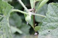 Madras Pea Pumpkin, Bristly bryony, Cucumis maderaspatanus