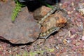 Madrean alligator lizard Royalty Free Stock Photo