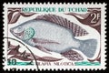 Nile Tilapia (Tilapia nilotica), native freshwater fish