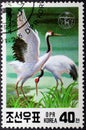 Redcrowned Crane Grus japonensis, Endangered Birds