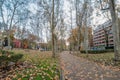 MADRID, SPAIN - DECEMBER 13, 2018: A carpet of yellow foliage of winter plane trees along Prado Boulevard in Madrid