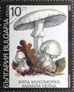 Stamp of Amanita verna