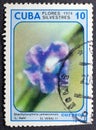 Stachytarpheta jamaicensis in vintage stamp