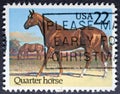 Quarter Horse Equus ferus caballus