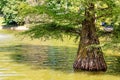 Bald cypress in Buen Retiro park Royalty Free Stock Photo