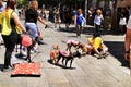 Dogs in adoption in Fuencarral street in Madrid Royalty Free Stock Photo