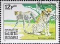 Cheetah Acinonyx jubatus, a large cat of the subfamily Felinae Royalty Free Stock Photo