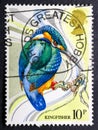 Kingfisher or Alcedinidae, brightly colored birds in the order Coraciiformes