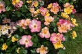 MADRID,SPAIN - May 12,2022:Eclat de Rire shrub rose with abundant yellow blend simple flowers in theRose Garden Ramon Ortiz,