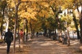 Autumnal season in Madrid. Golden autumn, fall trees. People walking on a street Royalty Free Stock Photo