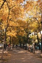 Autumnal season in Madrid. Golden autumn, fall trees. People walking on a street Royalty Free Stock Photo