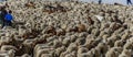 MADRID, SPAIN, October 21, 2018 Calle AlcalÃÂ¡. Festival of transhumance 2018. A great flock of sheep