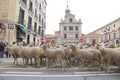 Panoramic view of the main street of Madrid full of sheep standing waiting for the indications of the pastor