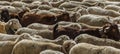 MADRID, SPAIN, October 21, 2018. Festival of transhumance 2018. Flock of sheep