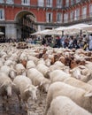 MADRID, SPAIN - October 23, 2022: The traditional Transhumance festival celebrated in the streets of Madrid. Plaza Mayor of Madrid