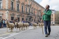 Panoramic view of the main street of Madrid through which sheep with their shepherd circulate