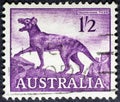 Thylacine Thylacinus cyanocephalus, an extinct carnivorous marsupial
