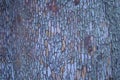 Madrone (Arbutus menziesii) Tree Bark Macro Shot