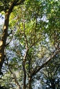 Madrone Arbutus menziesii trees, California