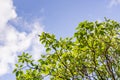 Madrone tree Arbutus menziesii branches on a sky background, California Royalty Free Stock Photo