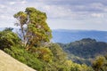 Madrone tree Arbutus menziesii on the hills of Sonoma County, Sugarloaf Ridge State Park, California Royalty Free Stock Photo