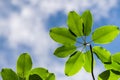 Madrone tree Arbutus menziesii leaves on a sky background, California