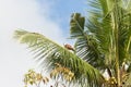 Madu Ganga, Balapitiya, Sri Lanka - Sea eagle on a palm tree lea